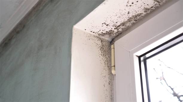 Best Mold Remediation for Healthcare Facilities  in San Miguel, CA
