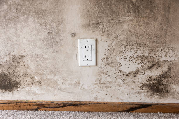 Mold Documentation for Insurance Claims in San Miguel, CA