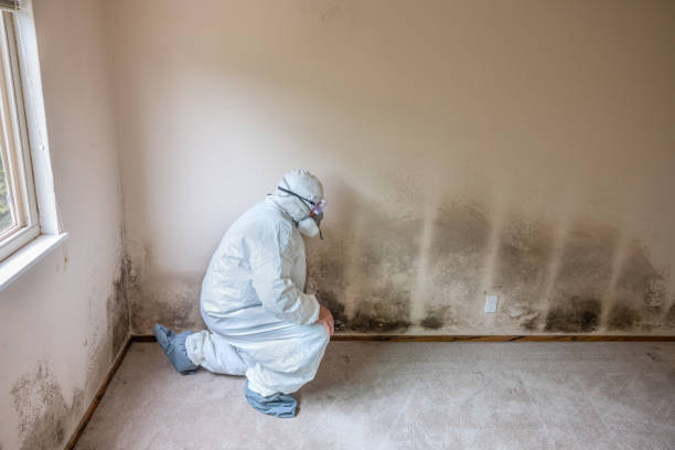 Best Asbestos and Lead Testing During Mold Inspection  in San Miguel, CA