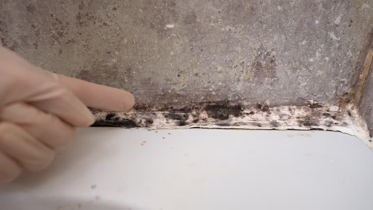 Reliable San Miguel, CA Mold Removal Solutions